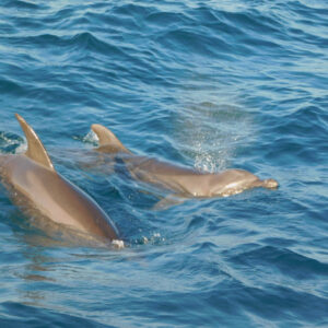 Dolphin Watching in Banderas Bay