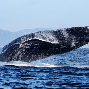 Avistamiento de Ballenas